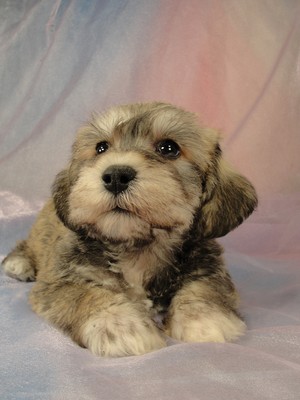 Male schnoodle puppy for sale #27 Born March 20, 2012